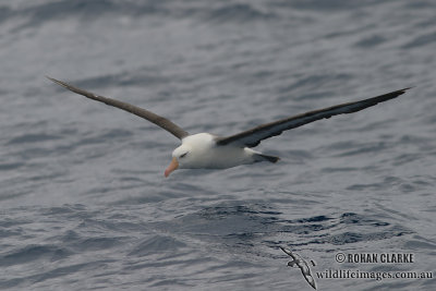 Campbell Albatross 3129.jpg