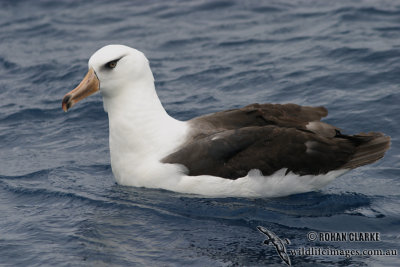 Campbell Albatross 3145.jpg