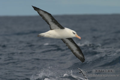 Campbell Albatross