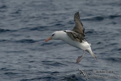 Campbell Albatross 4294.jpg