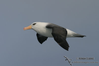 Campbell Albatross 7036.jpg