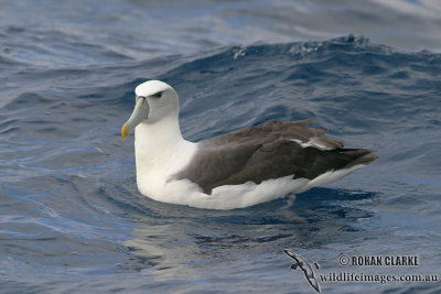 Shy Albatross 3022.jpg