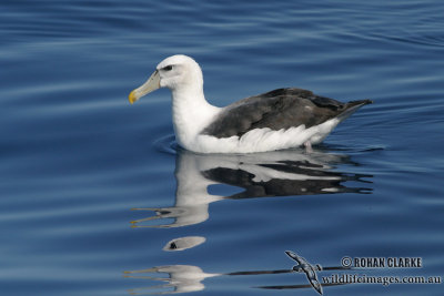 Shy Albatross 6238.jpg