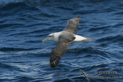 Shy Albatross 7016.jpg