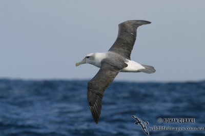 Shy Albatross 7017.jpg