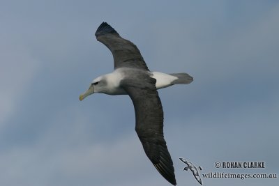 Shy Albatross 7019.jpg