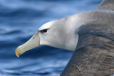 Shy Albatross 7321.jpg