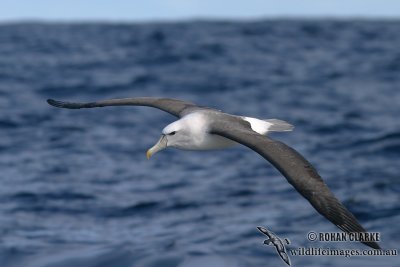 Shy Albatross 7329.jpg