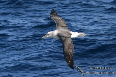Shy Albatross 7336.jpg