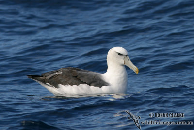 Shy Albatross 7401.jpg