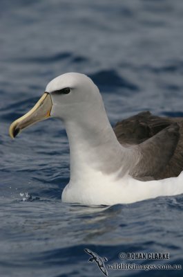 Salvin's Albatross