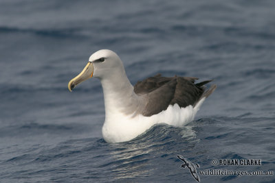 Salvins Albatross 3097.jpg