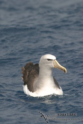 Salvins Albatross 3100.jpg