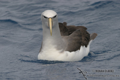 Salvins Albatross 3117.jpg