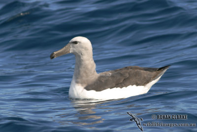 Salvins Albatross 5517.jpg