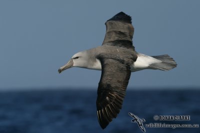 Salvins Albatross 7959.jpg