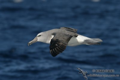 Salvins Albatross 7960.jpg