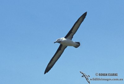 Grey-headed Albatross s0733.jpg