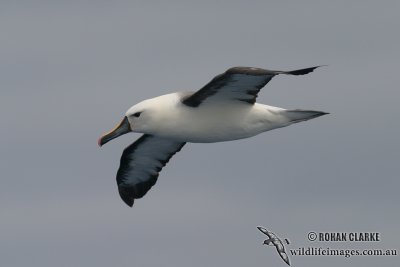 Yellow-nosed Albatross 3125.jpg