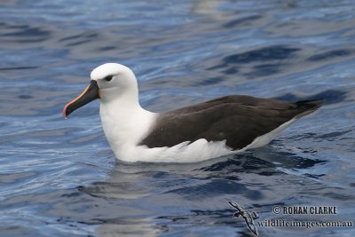 Yellow-nosed Albatross 4245.jpg