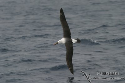 Yellow-nosed Albatross 7915.jpg