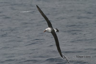 Yellow-nosed Albatross 7916.jpg