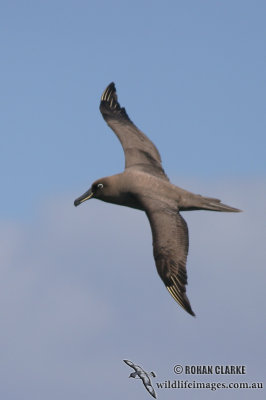 Sooty Albatross 3938.jpg