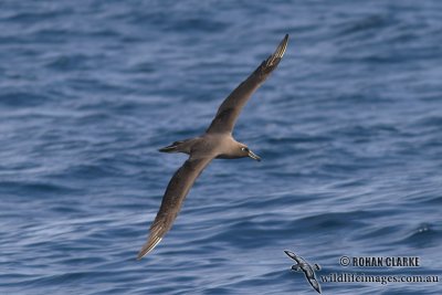 Sooty Albatross 3949.jpg