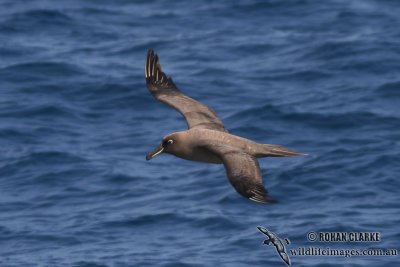 Sooty Albatross 3951.jpg