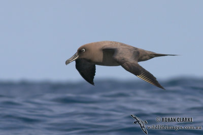 Sooty Albatross 3953.jpg