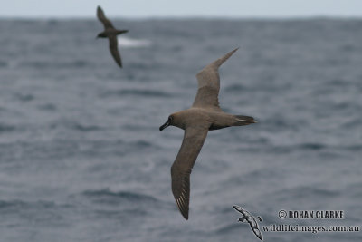 Sooty Albatross 4437.jpg