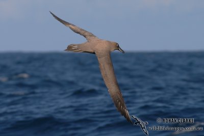 Sooty Albatross 5502.jpg