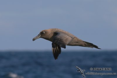 Sooty Albatross 5509.jpg