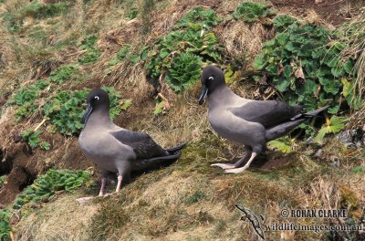 Light-mantled Sooty Albatross s0766.jpg