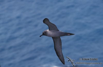 Light-mantled Sooty Albatross s0768.jpg