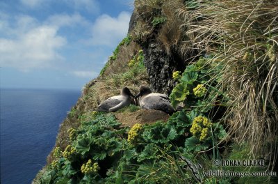 Light-mantled Sooty Albatross s0772.jpg