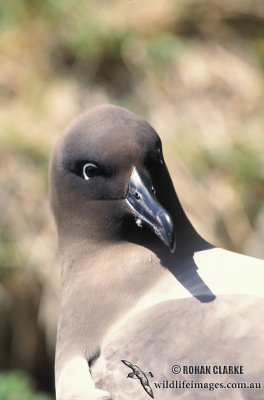 Light-mantled Sooty Albatross s0773.jpg