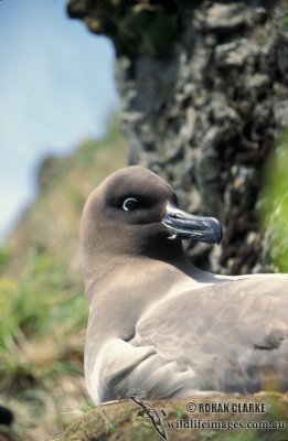 Light-mantled Sooty Albatross s0775.jpg