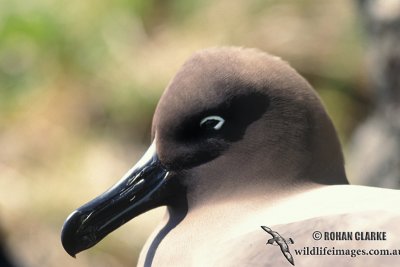 Light-mantled Sooty Albatross s0776.jpg