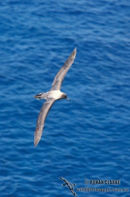 Light-mantled Sooty Albatross s0777.jpg