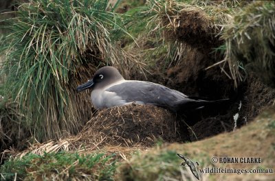 Light-mantled Sooty Albatross s0785.jpg