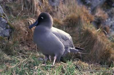 Light-mantled Sooty Albatross s0790.jpg