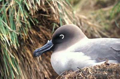 Light-mantled Sooty Albatross s0792.jpg