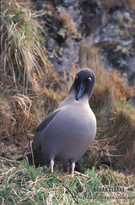 Light-mantled Sooty Albatross s0799.jpg