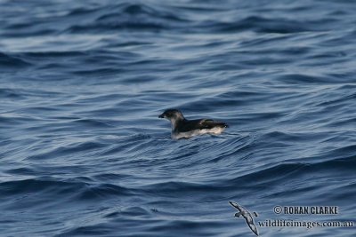 Common Diving-Petrel