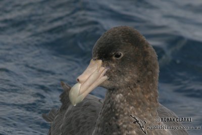 Southern Giant-Petrel