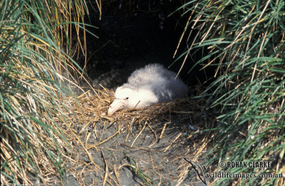 Northern Giant-Petrel s0448.jpg