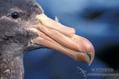 Northern Giant-Petrel s0453.jpg