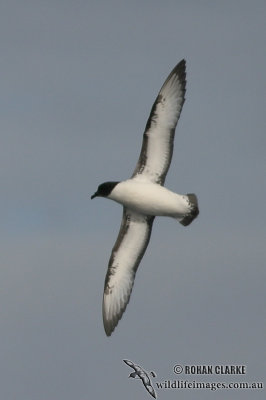 Cape Petrel 4639.jpg