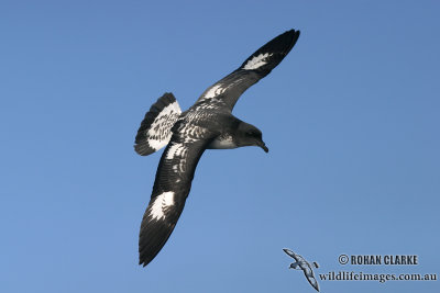 Cape Petrel 5186.jpg